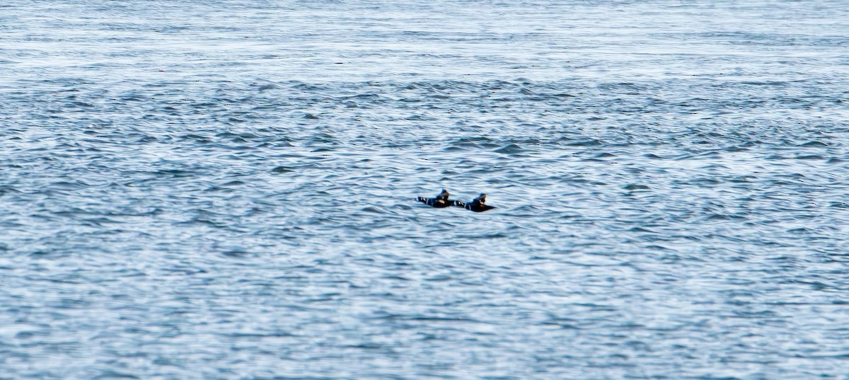 Harlequin Duck - ML645824628