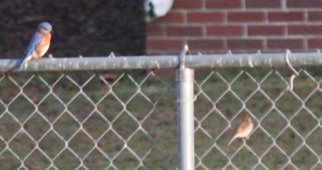 Блакитник східний - ML645824629