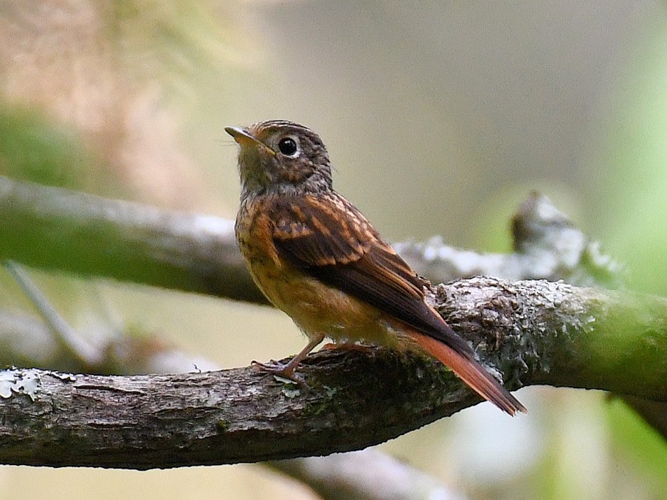 Ferruginous Flycatcher - ML645824633