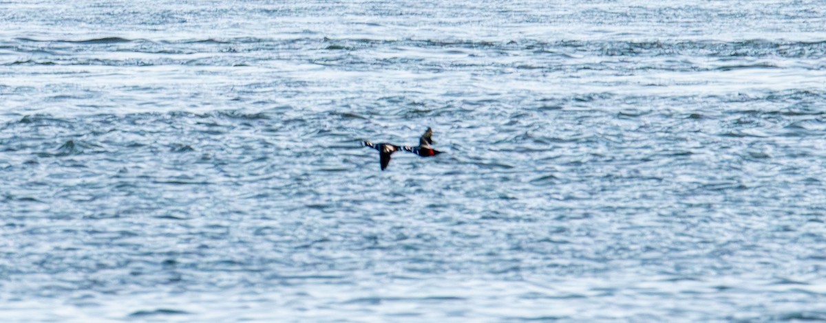 Harlequin Duck - ML645824635