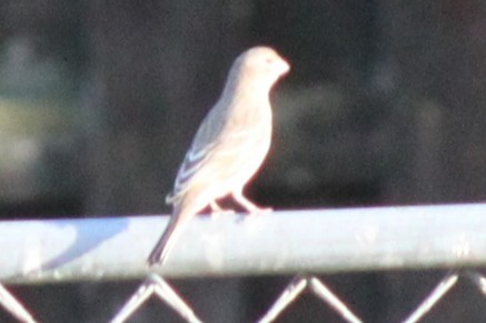 House Finch - ML645824636