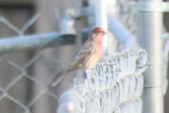 House Finch - ML645824637