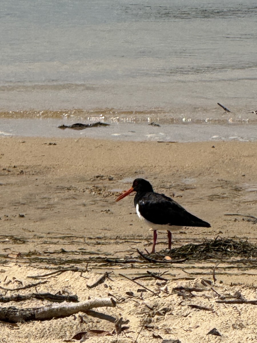 ústřičník dlouhozobý - ML645824638