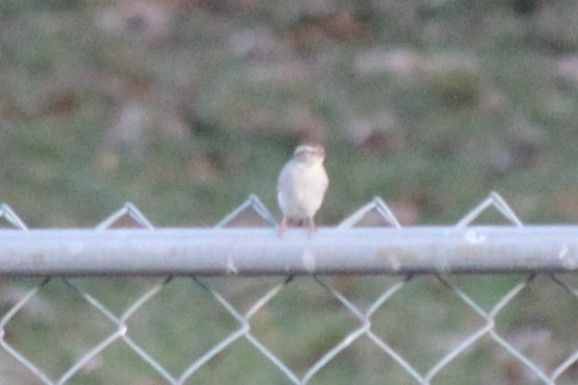 Chipping Sparrow - ML645824642