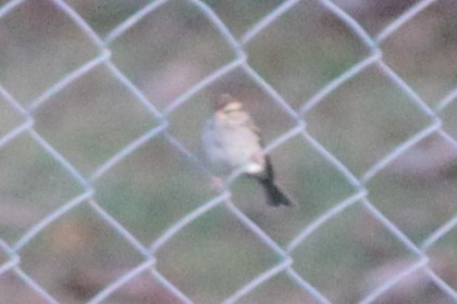 Chipping Sparrow - ML645824645