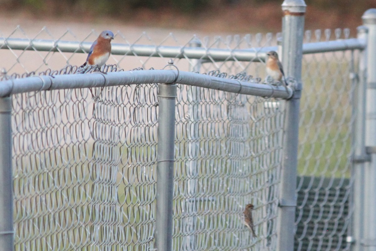Блакитник східний - ML645824650