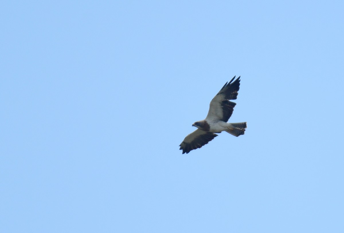 Свенсонов канюк - ML645824651