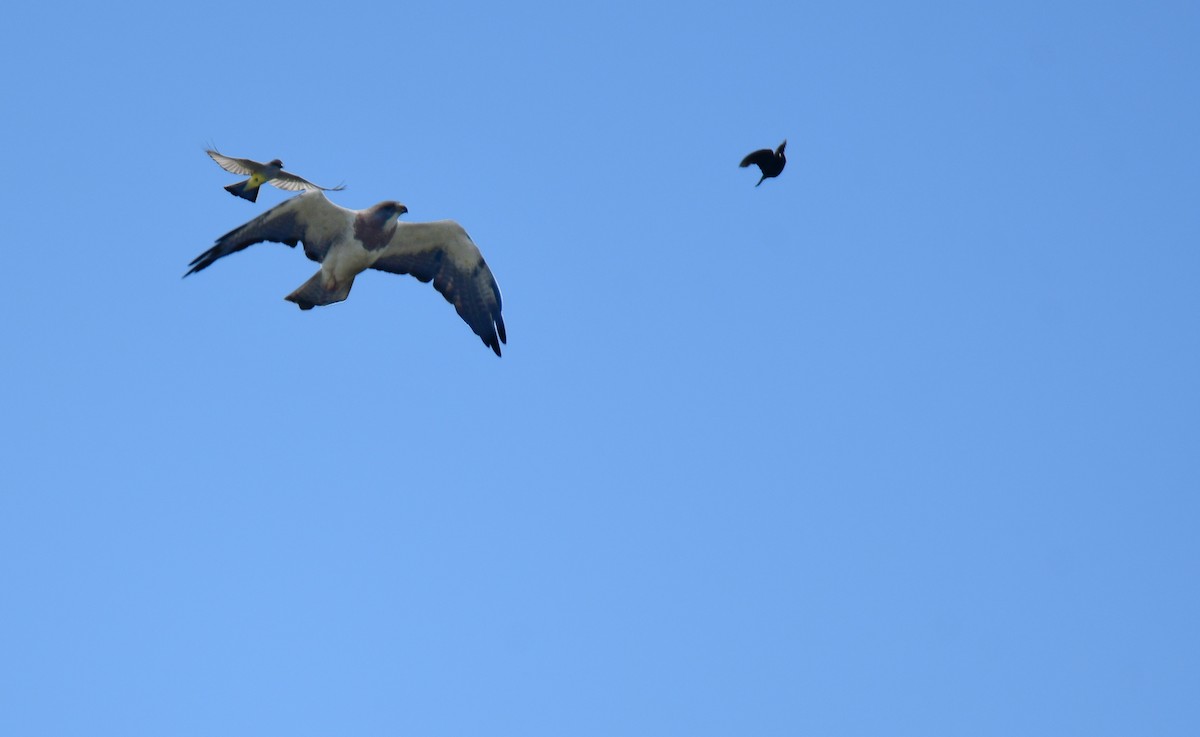 Свенсонов канюк - ML645824652