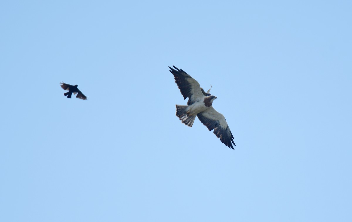 Свенсонов канюк - ML645824654