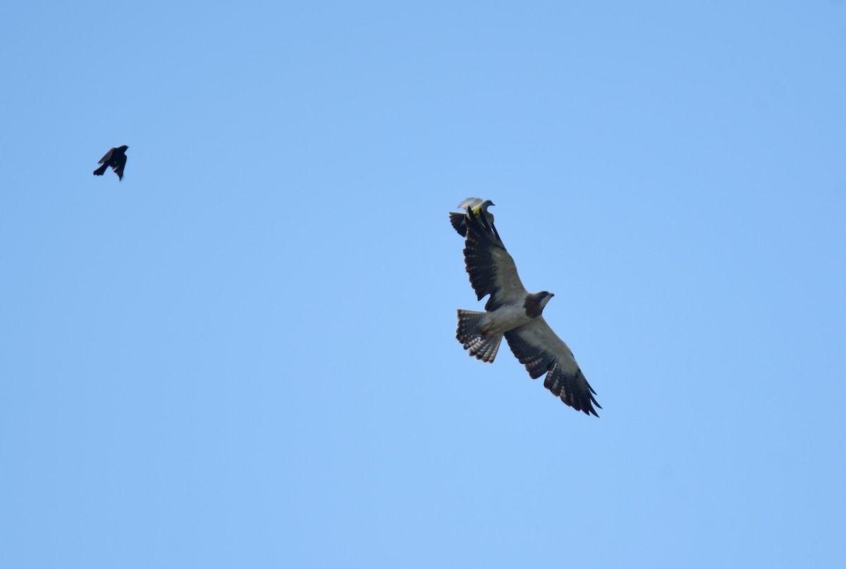 Свенсонов канюк - ML645824656