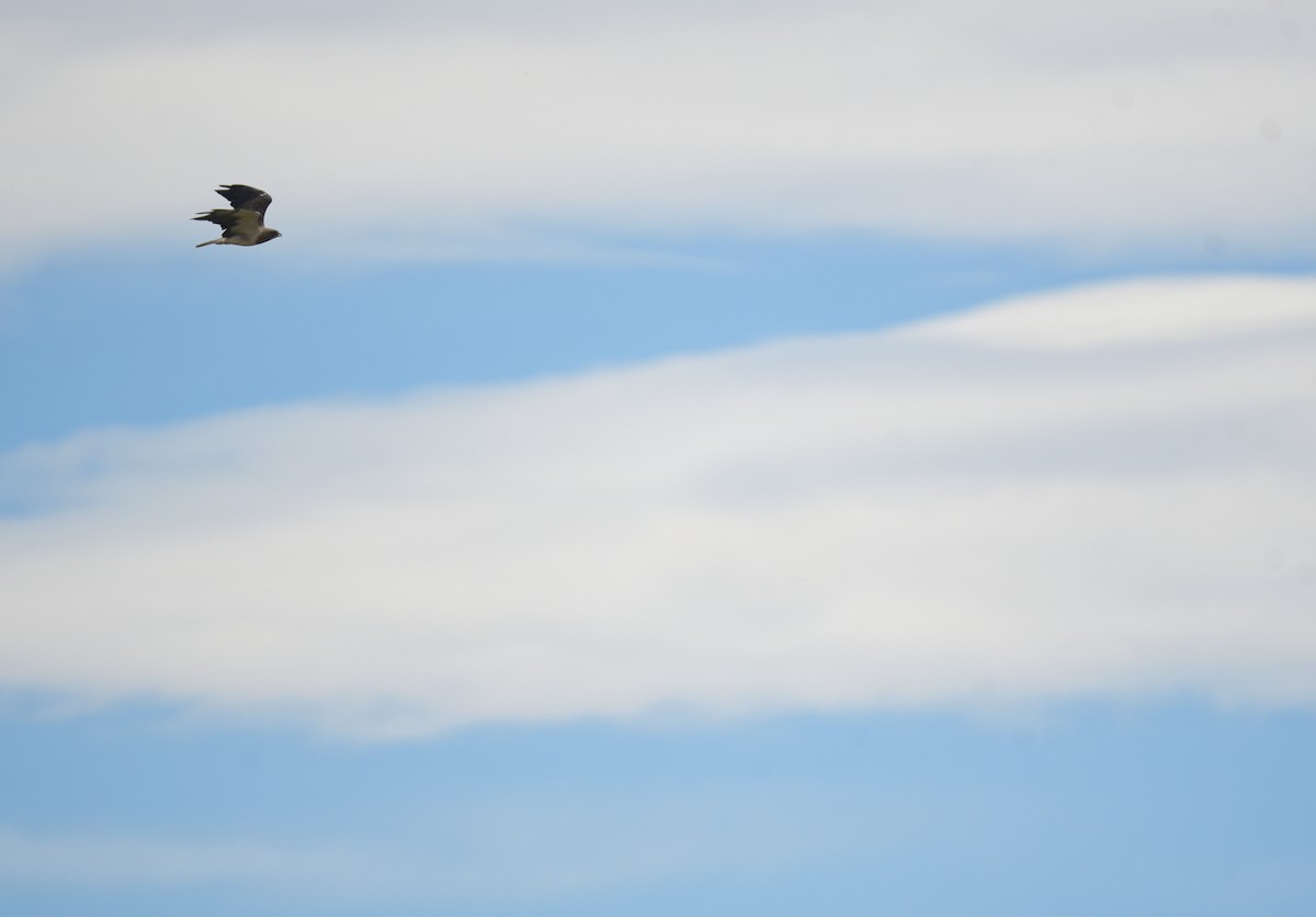 Свенсонов канюк - ML645824660