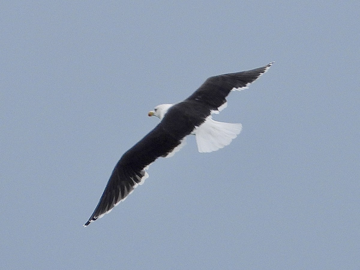 Great Black-backed Gull - ML645824664