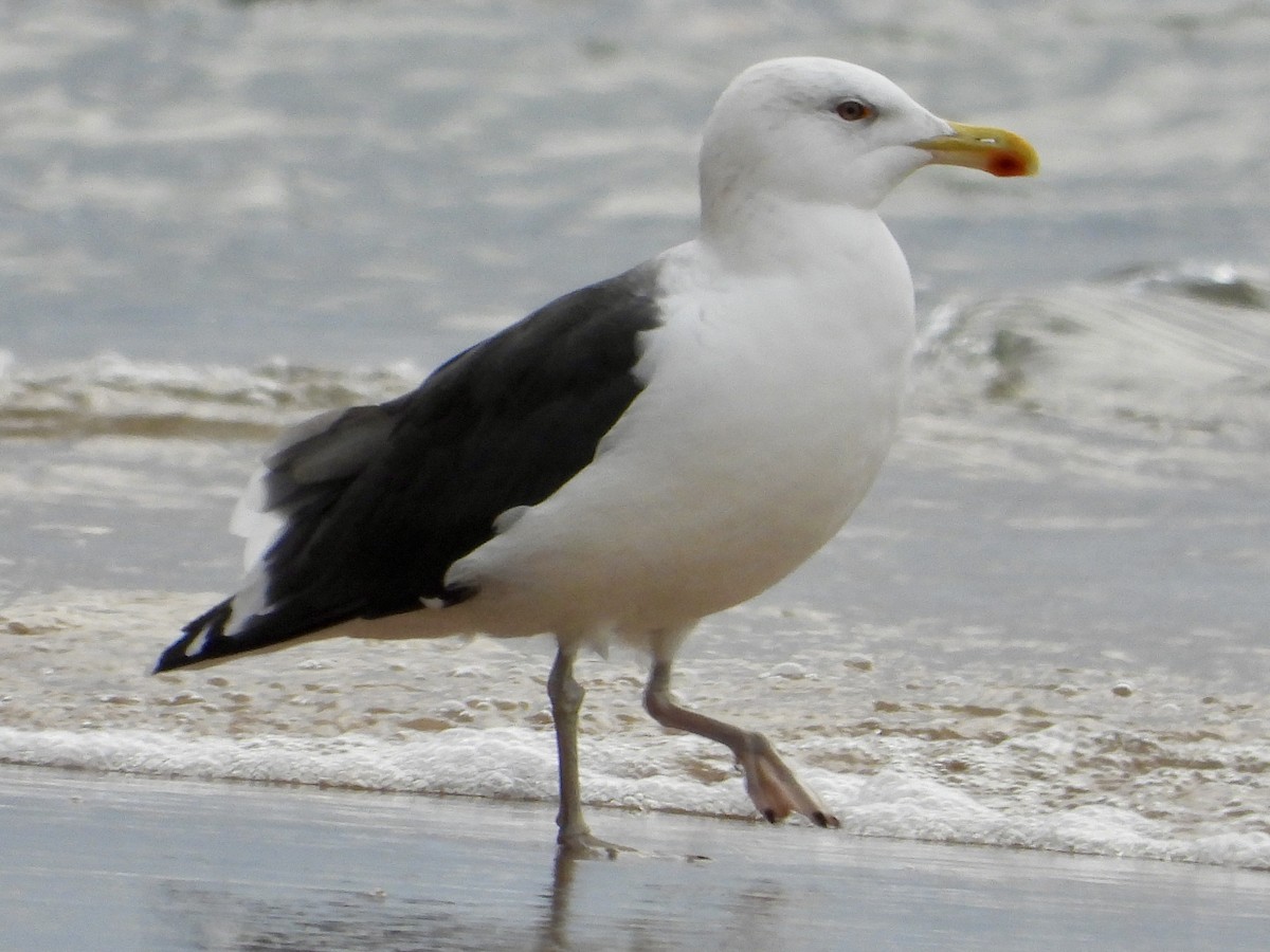 Great Black-backed Gull - ML645824665