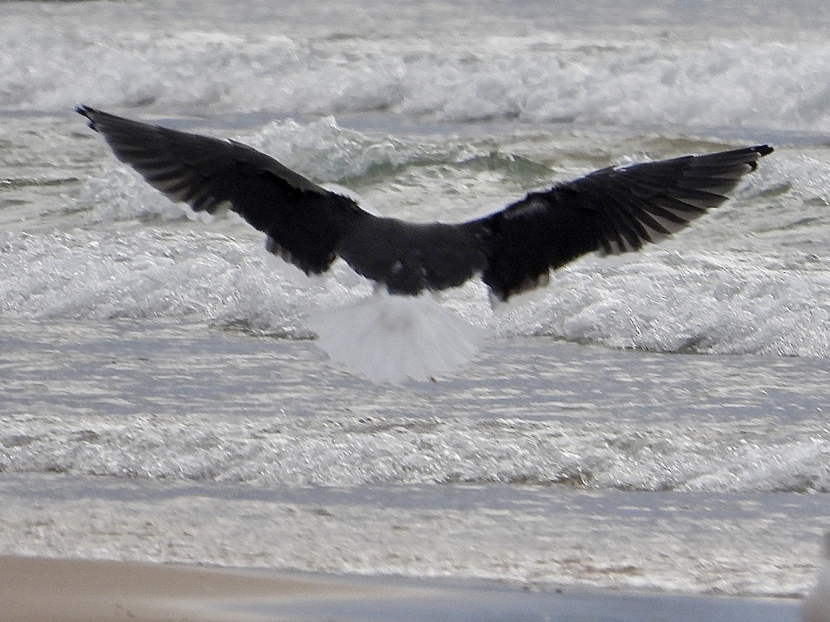 Great Black-backed Gull - ML645824666