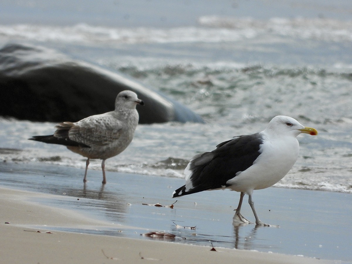 Great Black-backed Gull - ML645824667