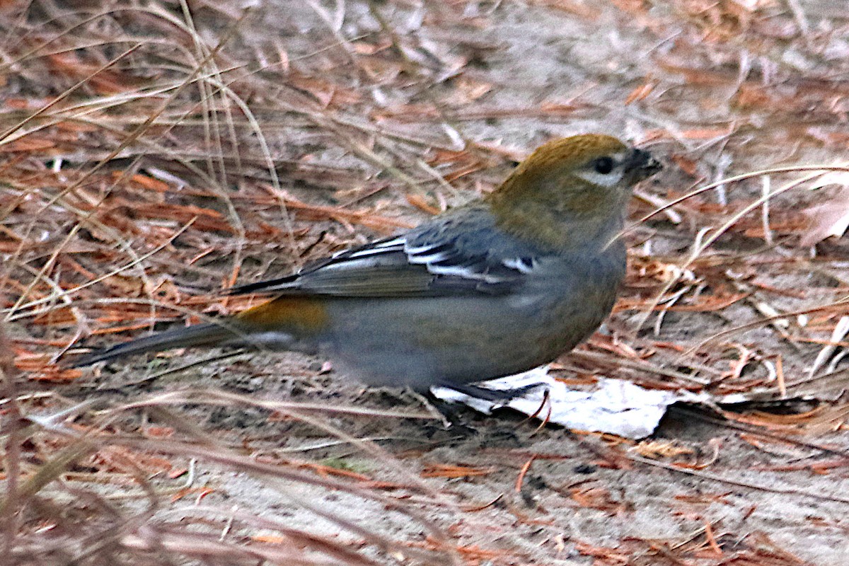 Pine Grosbeak - ML645824670