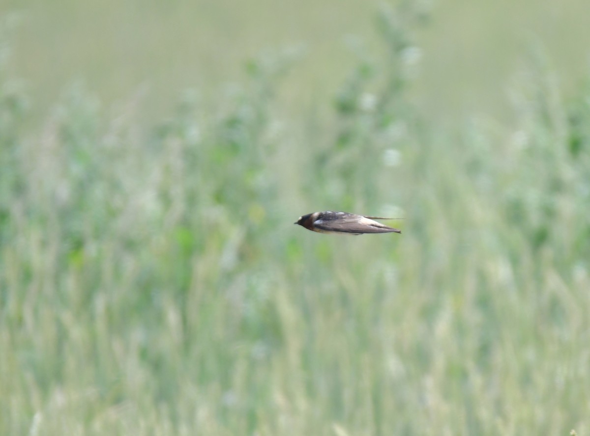Cliff Swallow - ML645824676