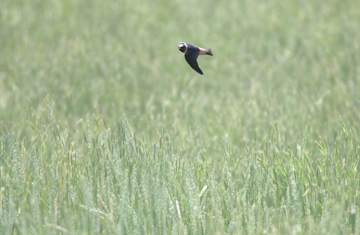 Cliff Swallow - ML645824677