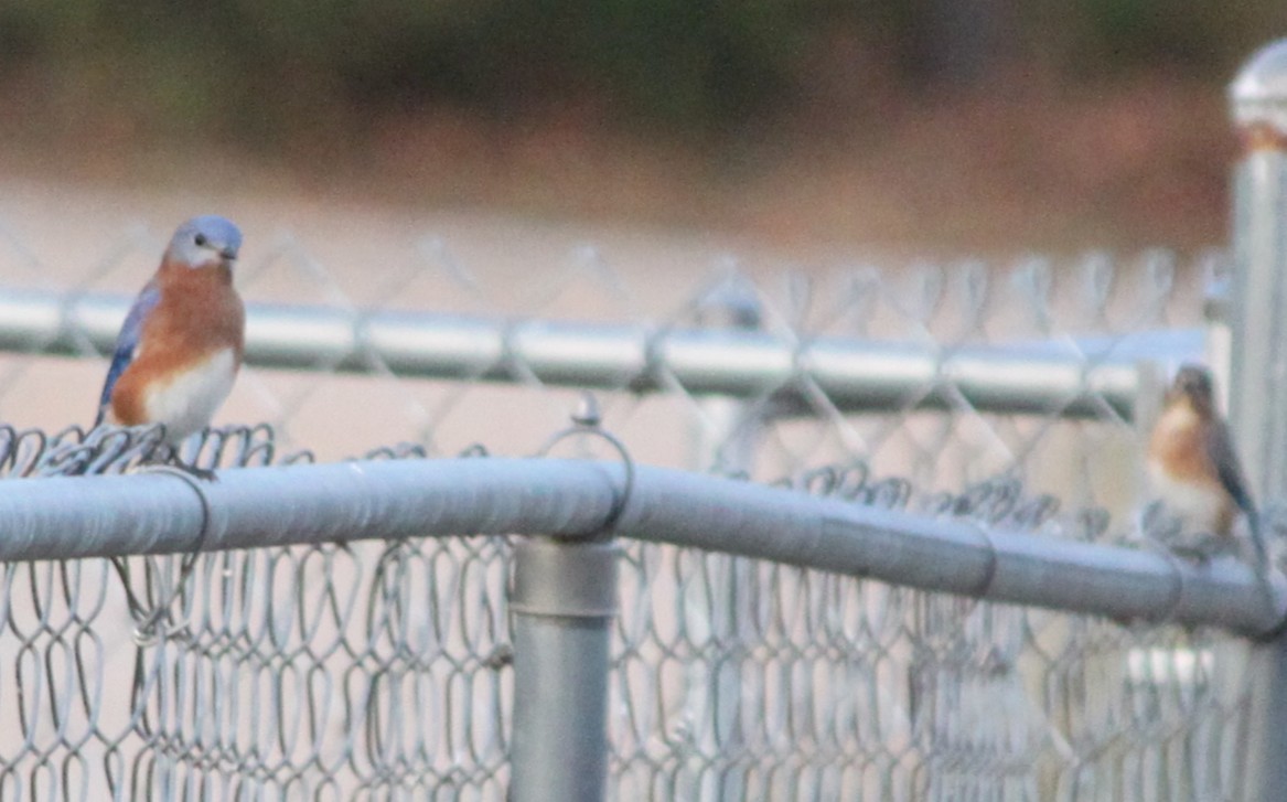 Блакитник східний - ML645824680