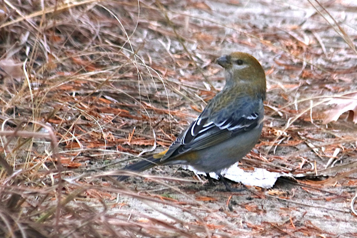 Pine Grosbeak - ML645824681