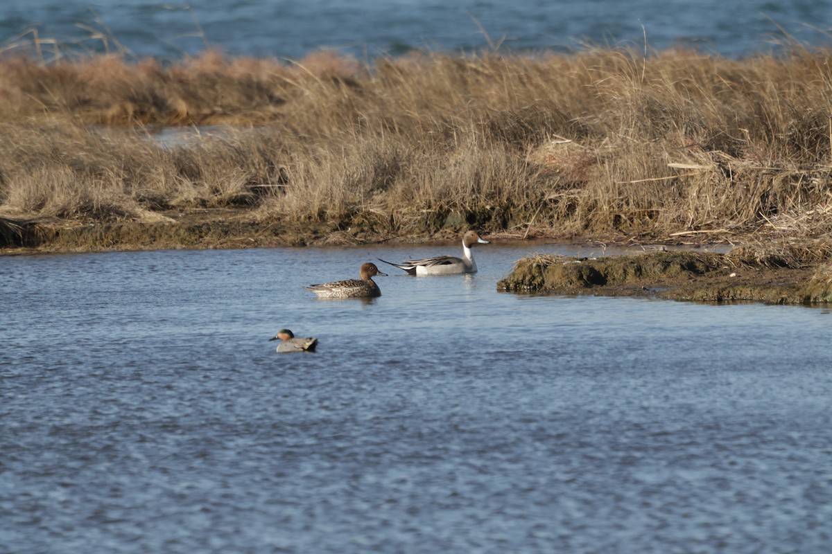Northern Pintail - ML645824682