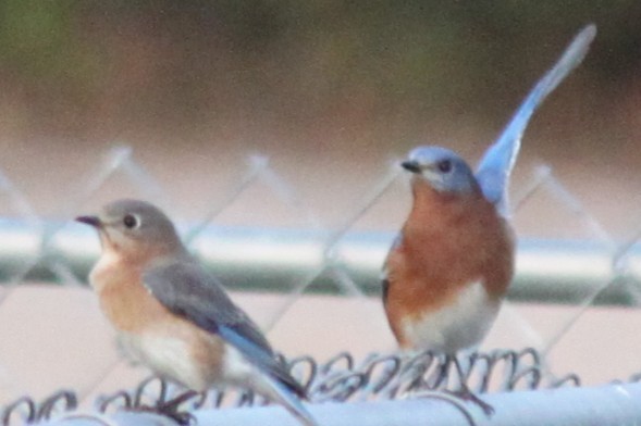 Блакитник східний - ML645824684