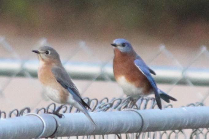 Блакитник східний - ML645824689