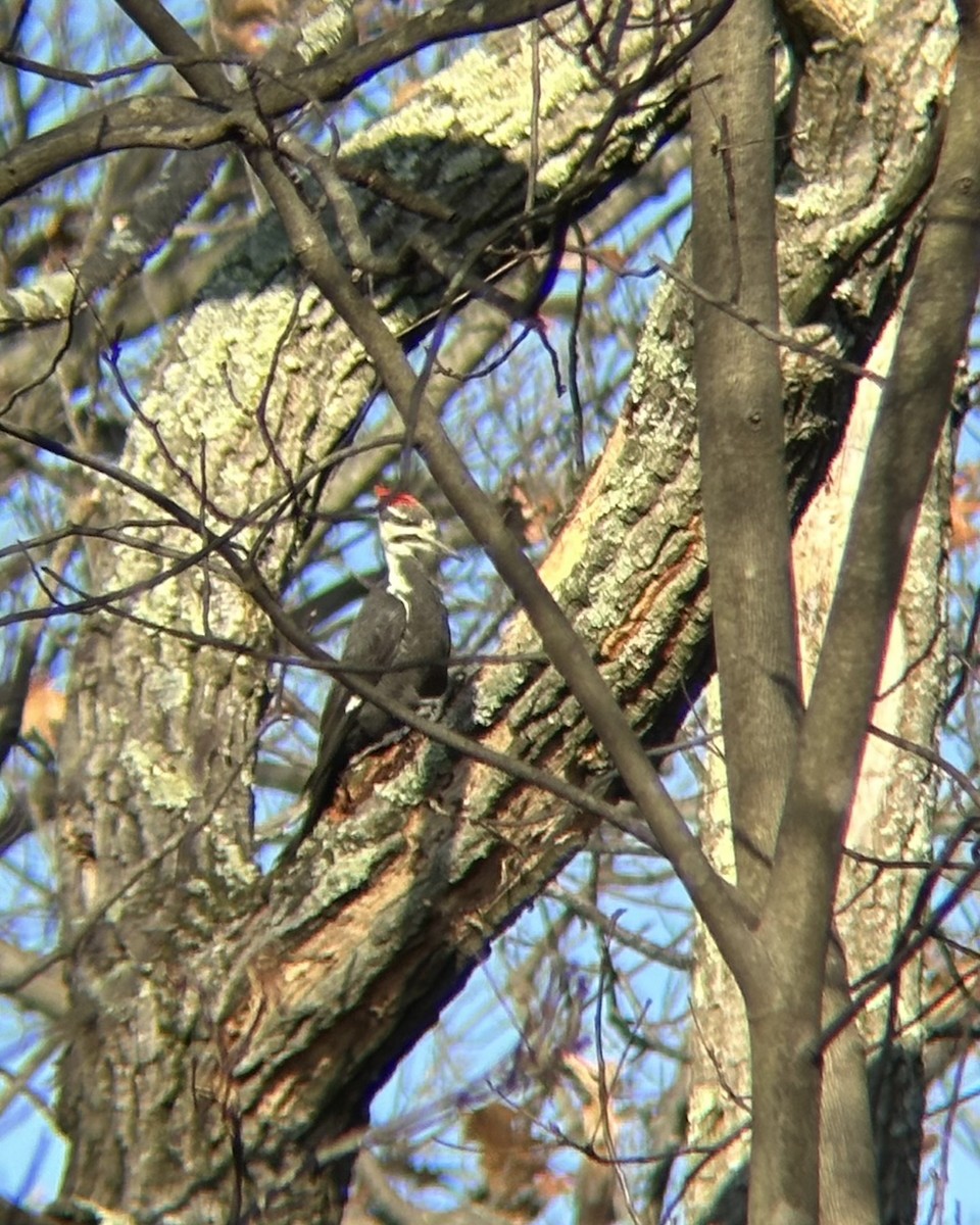 Жовна північна - ML645824690