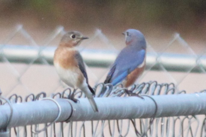 Блакитник східний - ML645824691