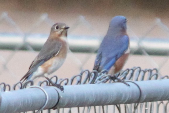 Блакитник східний - ML645824699