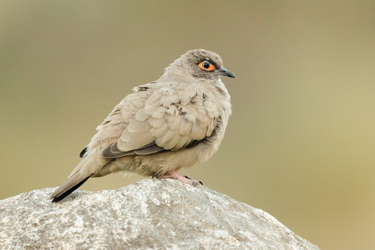 Bare-eyed Ground Dove - ML645824700