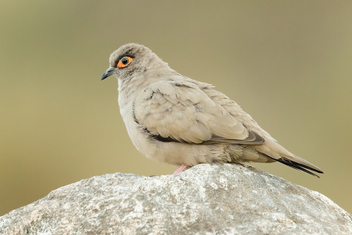 Bare-eyed Ground Dove - ML645824701