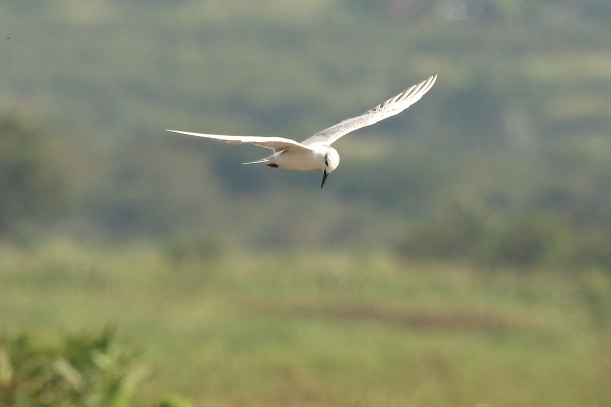 Whiskered Tern - ML645824702