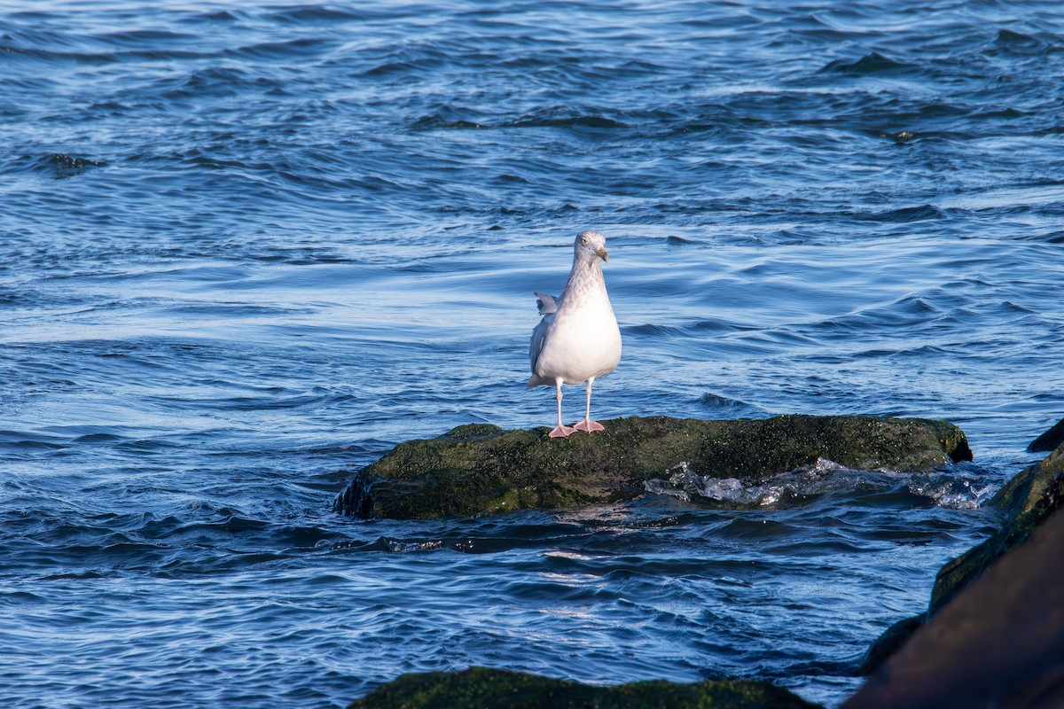 American Herring Gull - ML645824706