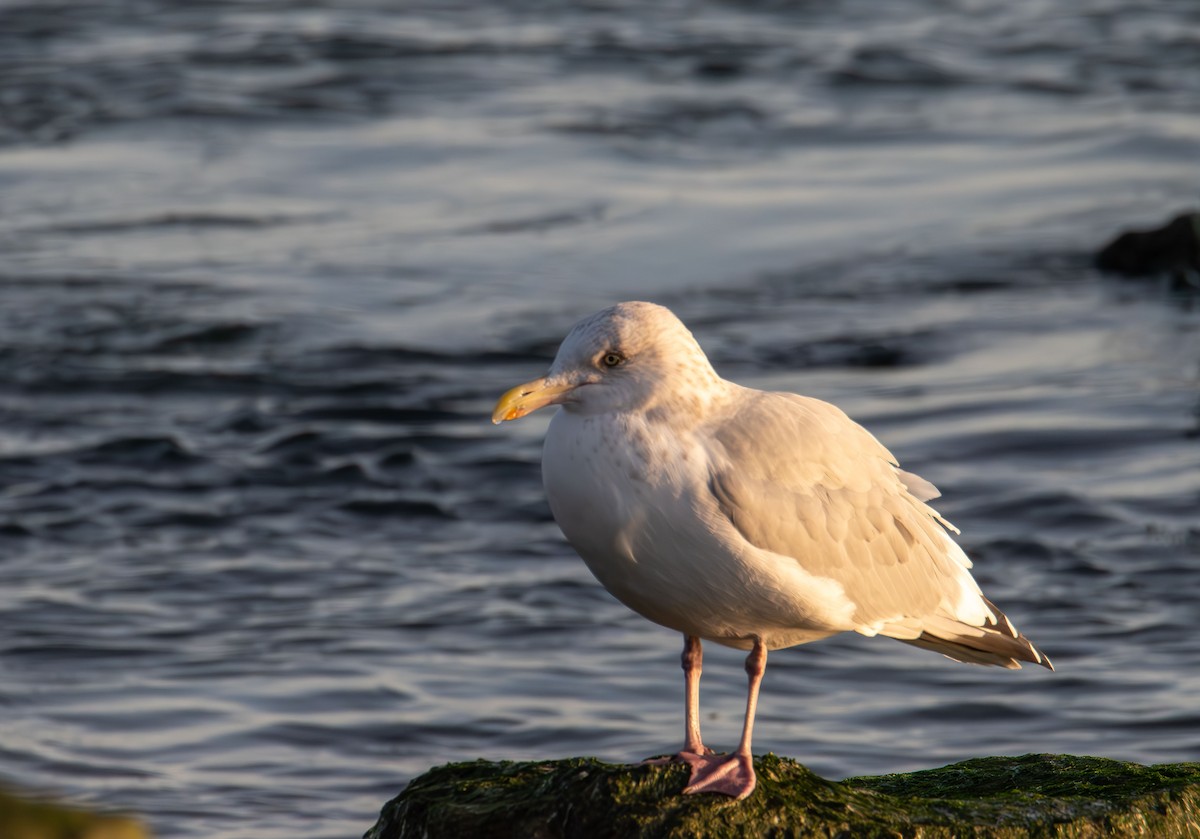 American Herring Gull - ML645824709