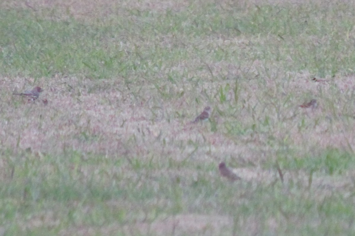 Chipping Sparrow - ML645824710
