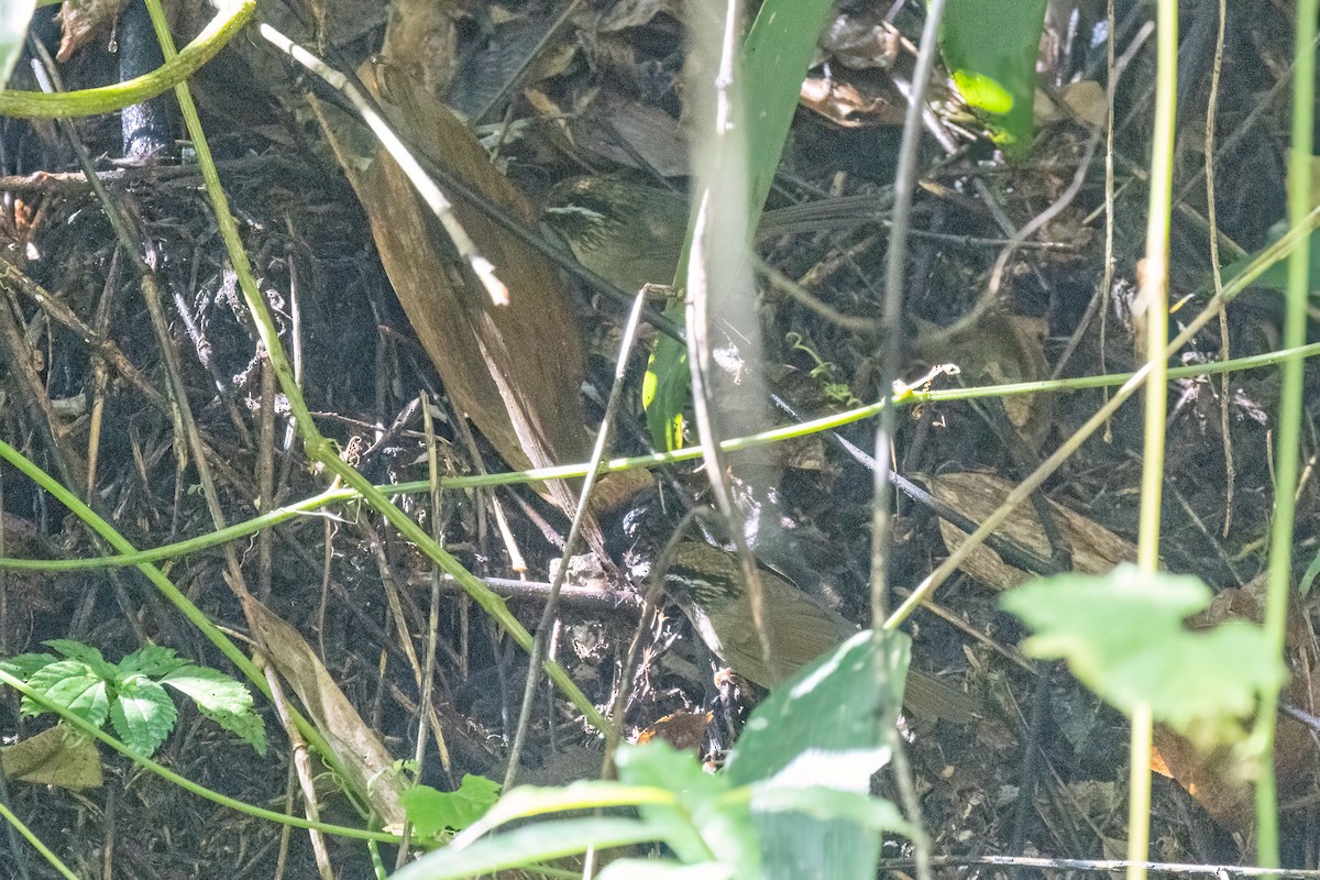 Ржаволобая альциппа - ML645824719