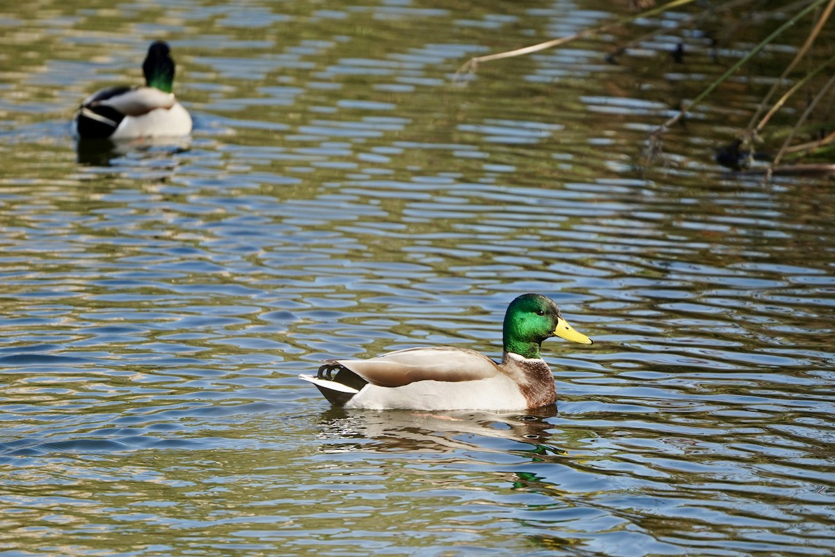 Mallard - ML645824725