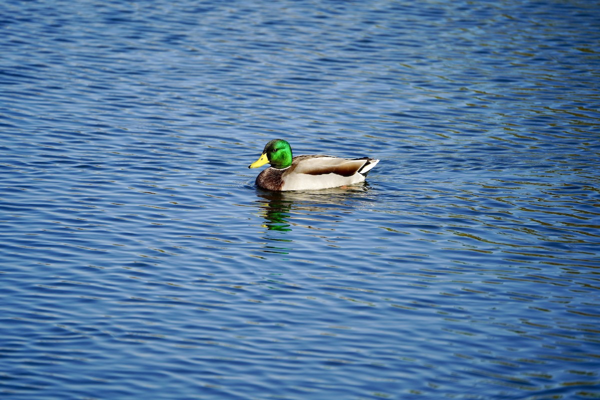 Mallard - ML645824726