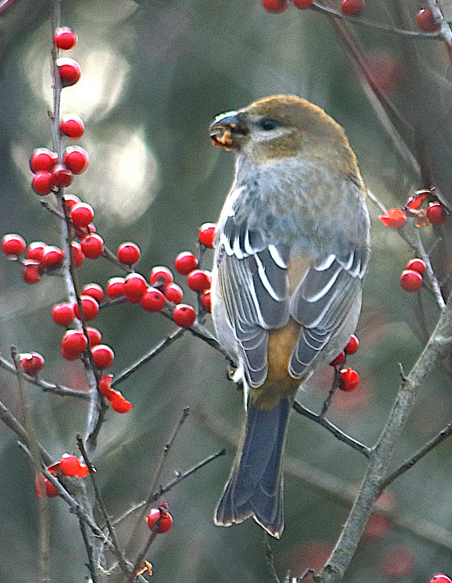 Pine Grosbeak - ML645824732