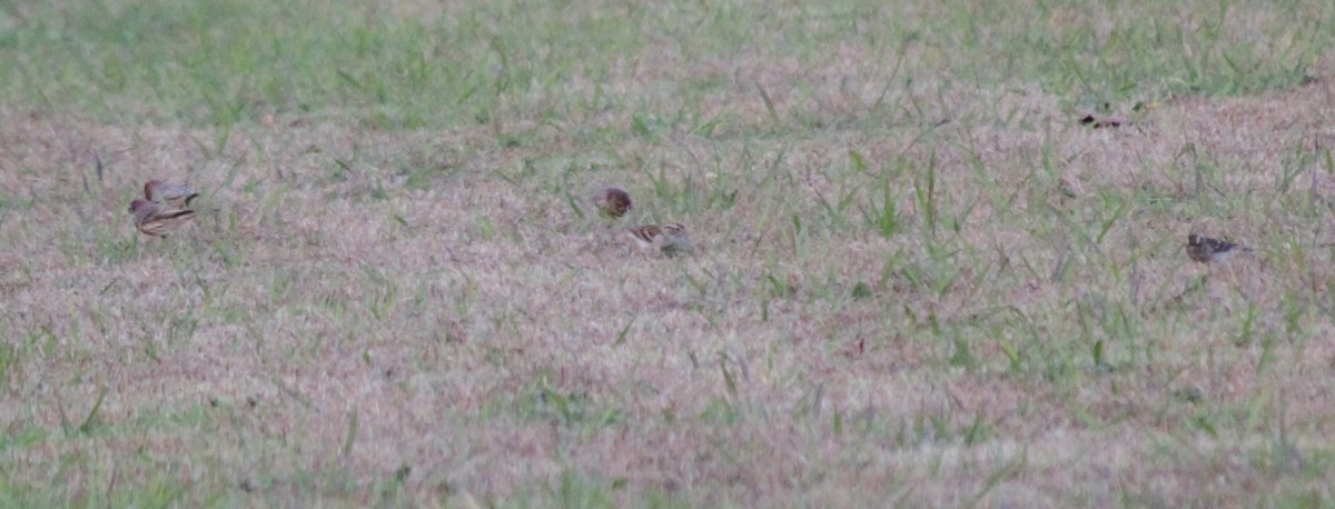 Chipping Sparrow - ML645824733