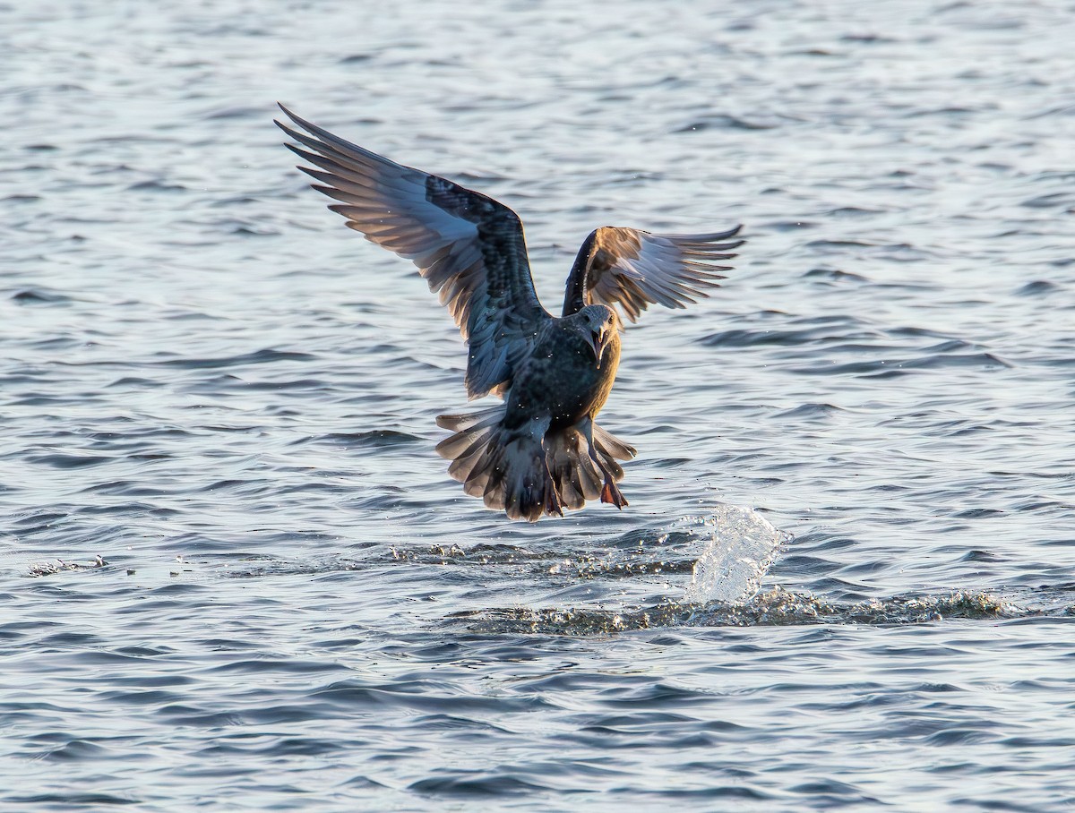 American Herring Gull - ML645824734