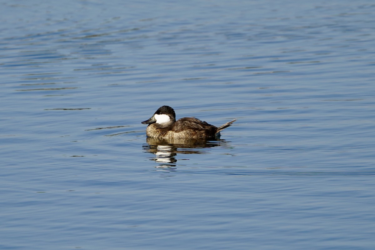 Ruddy Duck - ML645824735