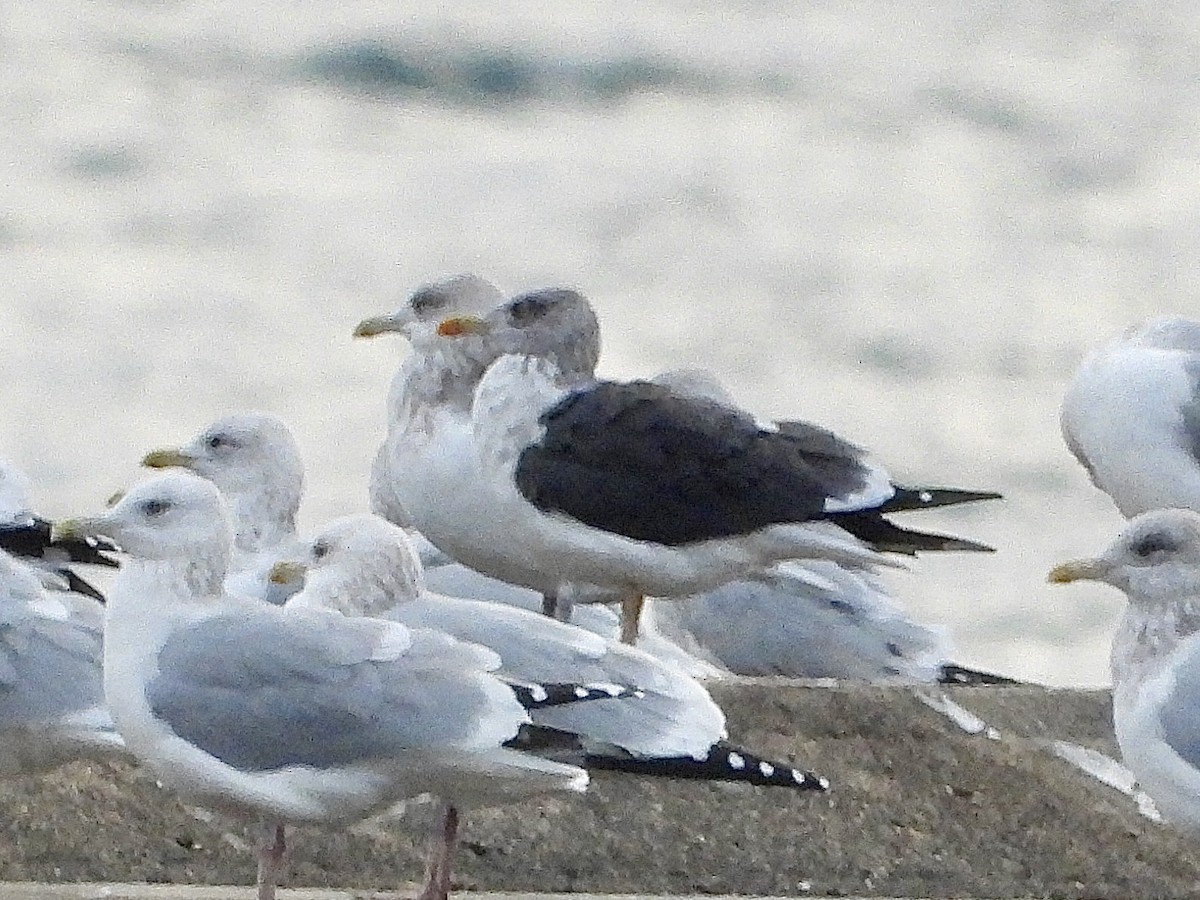 Zafferano - ML645824741