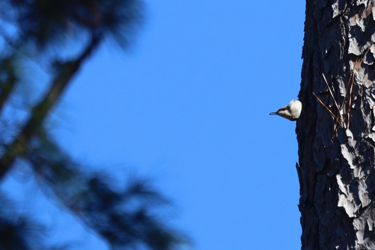 Sittelle à tête brune - ML645824745