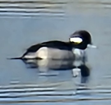 Гоголь-головастик - ML645824747