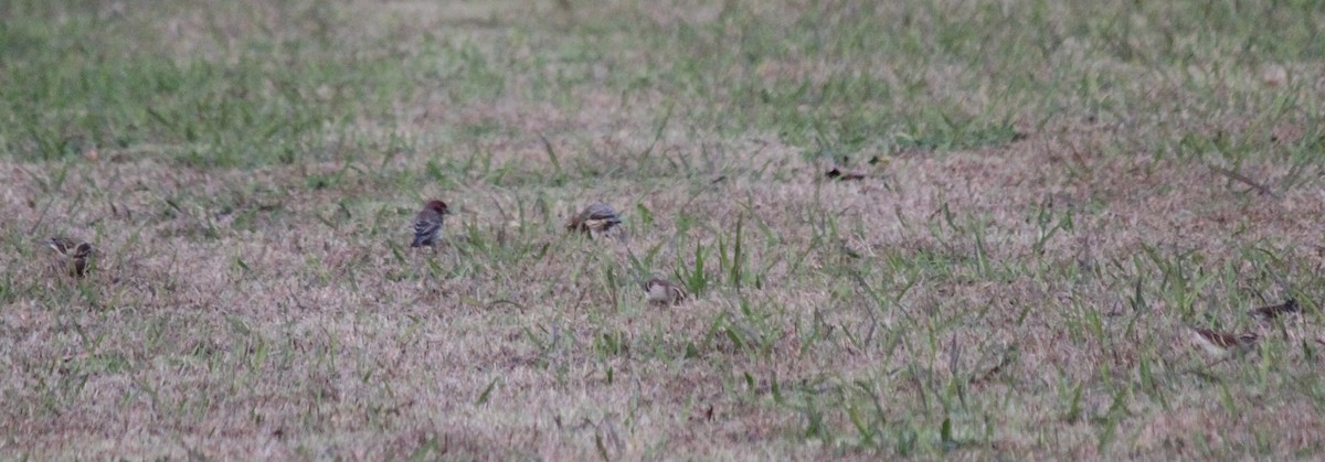 Chipping Sparrow - ML645824748