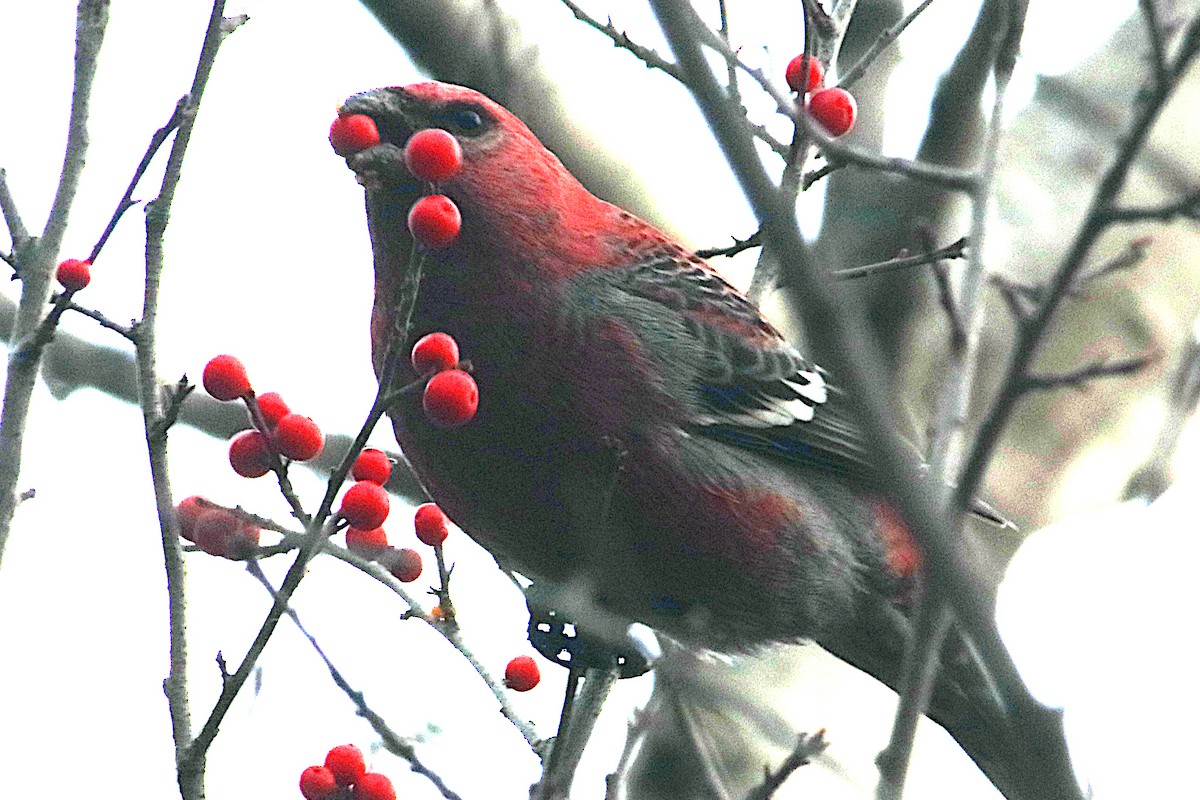 Pine Grosbeak - ML645824749