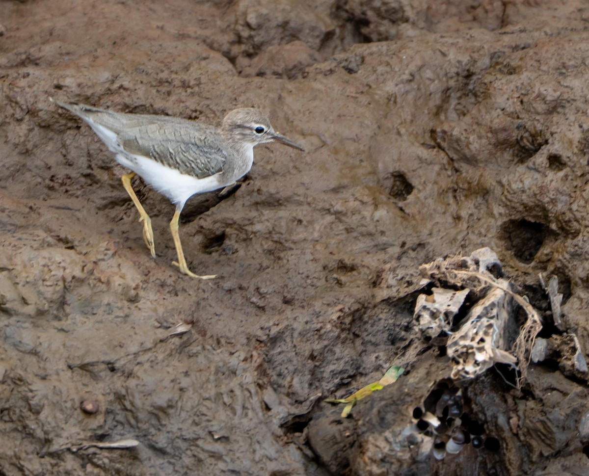 Benekli Düdükçün - ML645824755