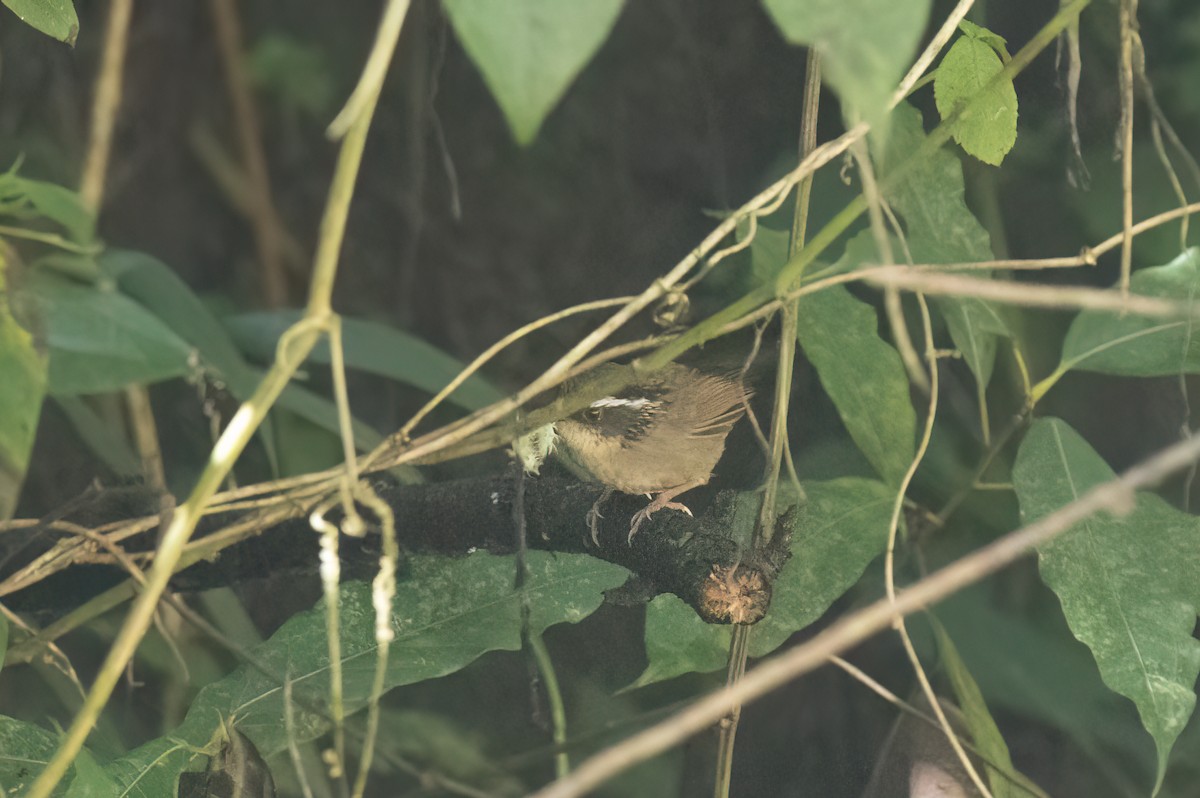 Ржаволобая альциппа - ML645824758